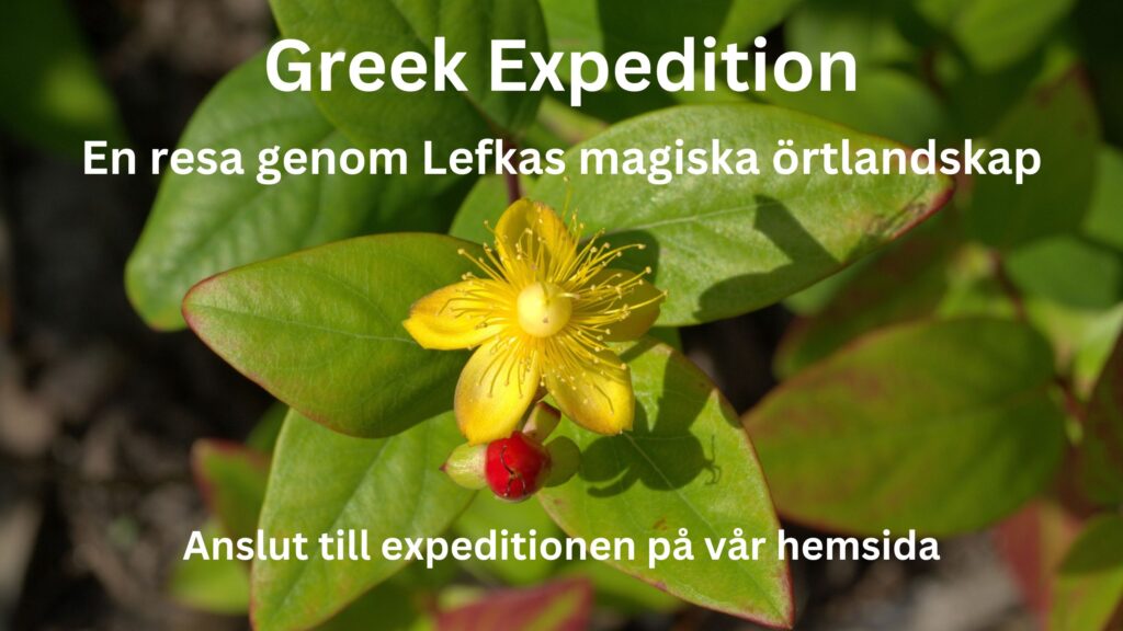 Grekiska örter: En doftande resa till Lefkas. Bild på Johannesört i blom