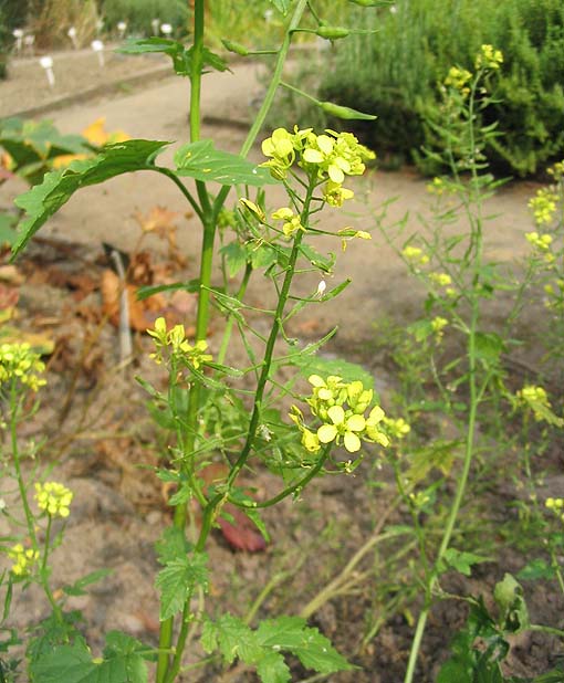 Greklands superfood: Vrouves med sina gula blommor på en äng.