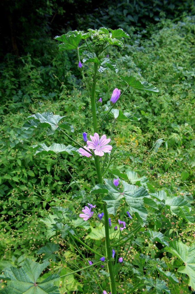 Rödmalva med blomma i frodig äng, sannerlligen Greklands superfood nr1