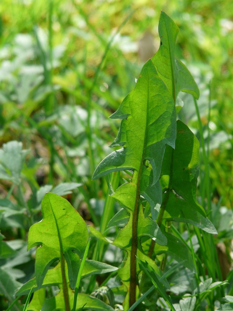 Maskrosblad på våren, även den räknas till Greklands superfood