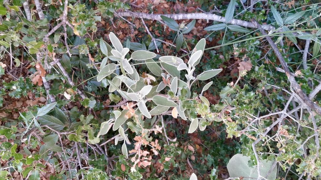 Jerusalem salvia