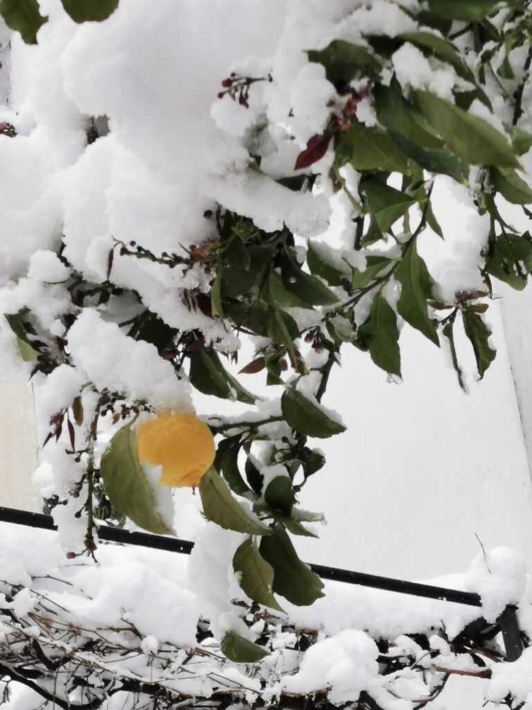 citronträd i snön