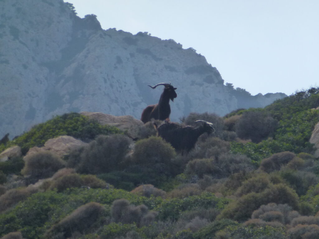 Goats on small island of Nicourua