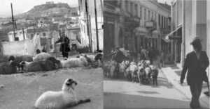 Sheeps in Kolonaki