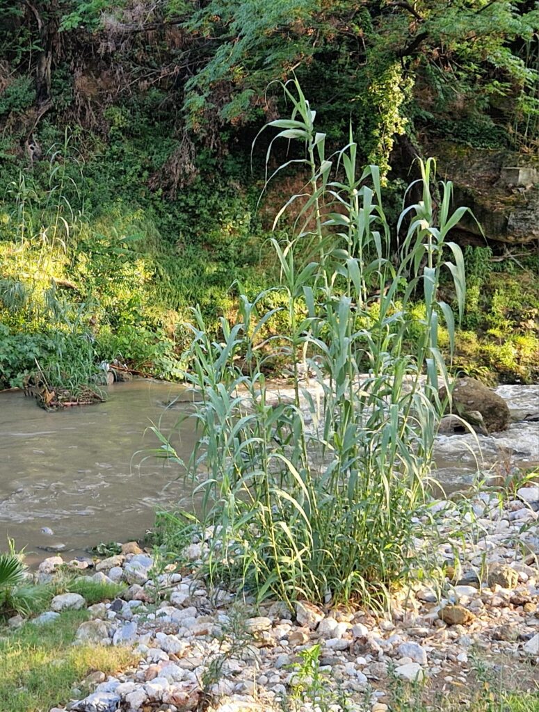 Vattendrag i Aten: Podoniftis, reeds along the banks