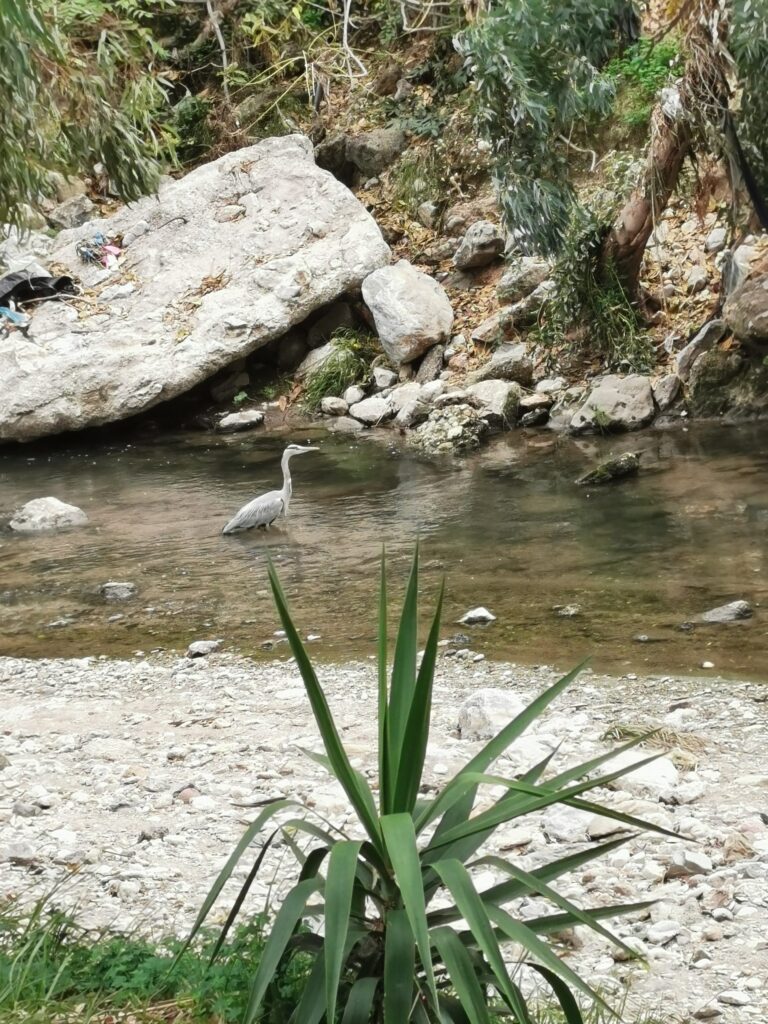 Waterways of Athens: Podoniftis, a heron in the water